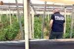 coltivazione_cannabis_e_peperoni_vittoria
