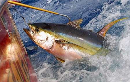 Pesca, Regione impugna decreto su ‘quote tonno’
